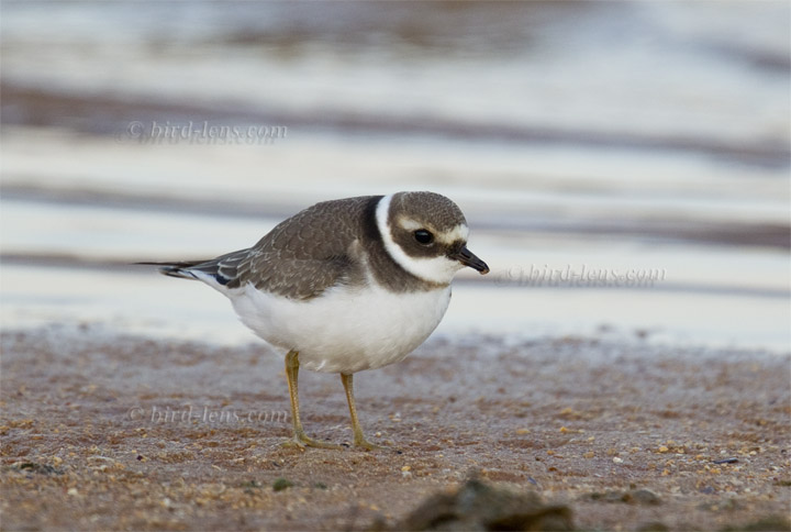 Weißstirnregenpfeifer Weißstirnregenpfeifer