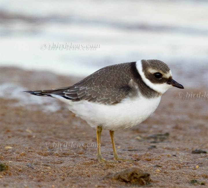Weißstirnregenpfeifer Weißstirnregenpfeifer
