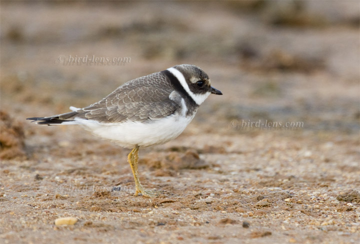 Weißstirnregenpfeifer Weißstirnregenpfeifer