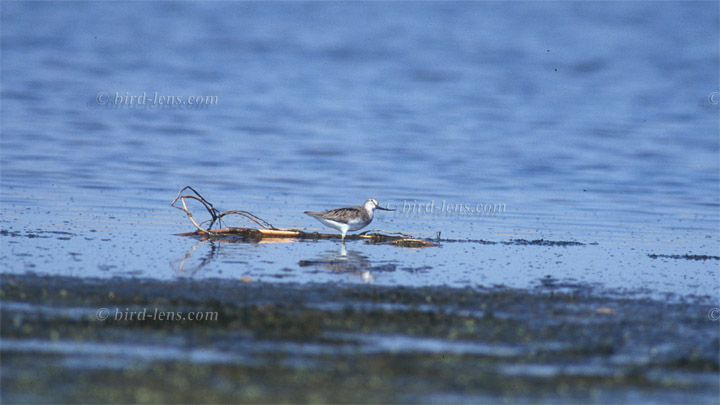 Terekwasserläufer Terekwasserläufer
