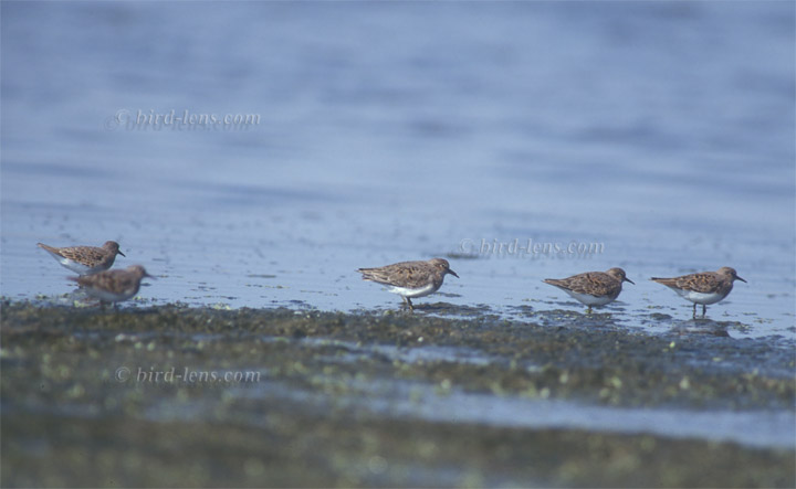 Temminckstrandläufer Temminckstrandläufer