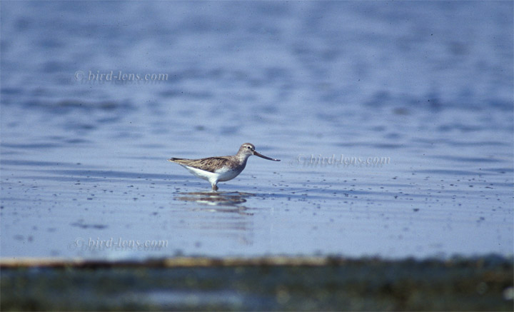 Terekwasserläufer Terekwasserläufer