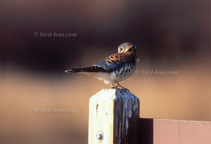 American Kestrel