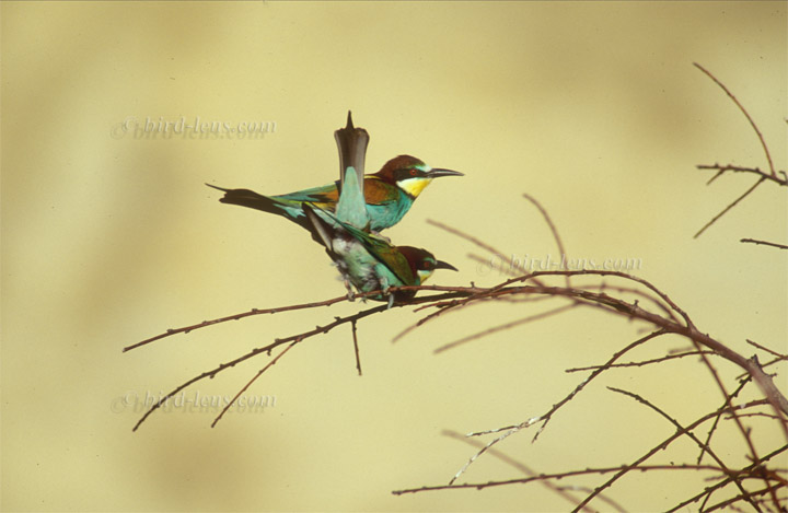 Bienenfresser (europ.) Bienenfresser (europ.)