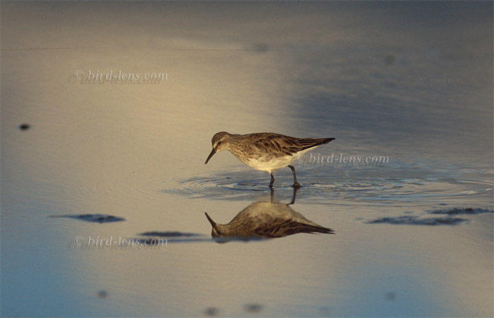 Weißbürzelstrandläufer