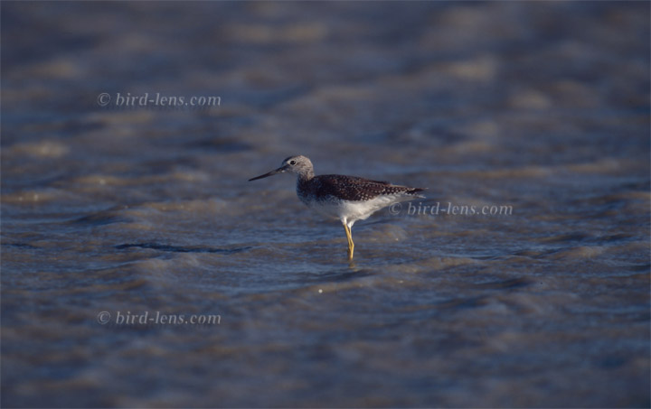 Großer Gelbschenkel Großer Gelbschenkel