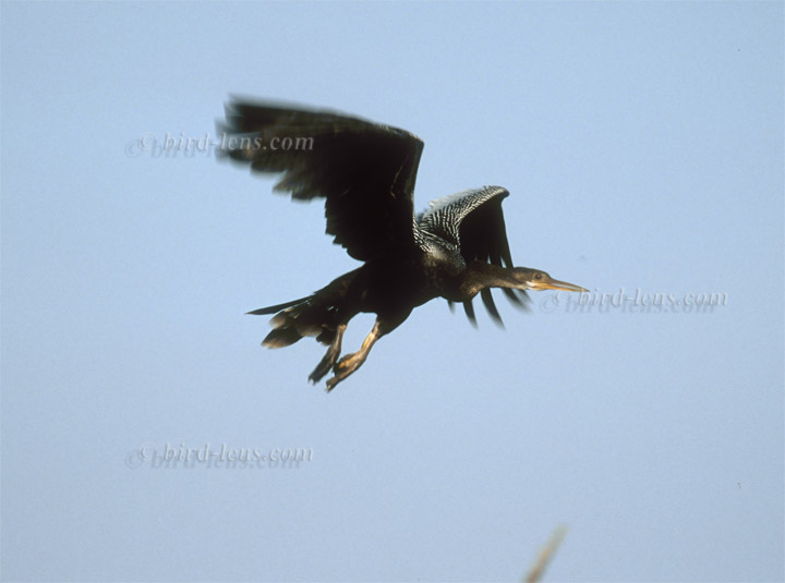 Amerik. Schlangenhalsvogel