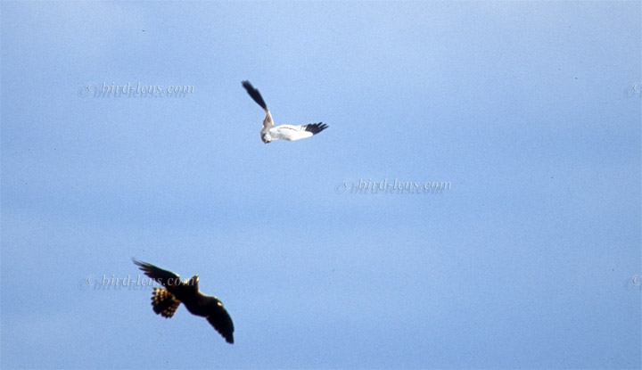 Montagu's Harrier