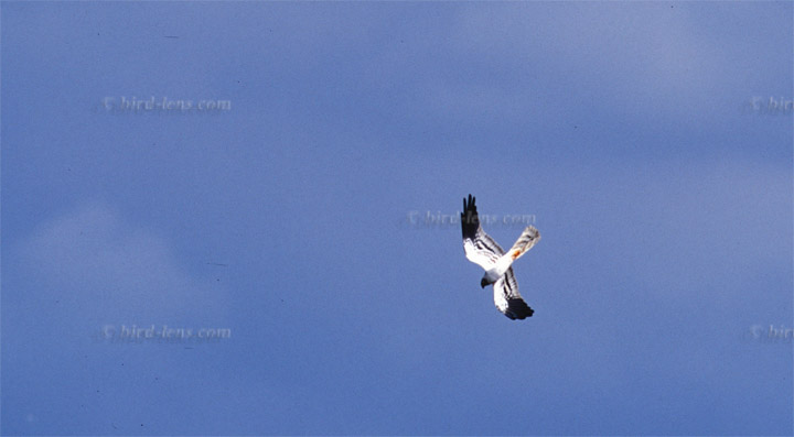 Montagu's Harrier