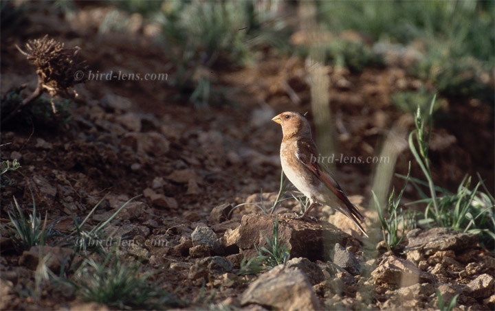 Atlasgimpel Atlasgimpel