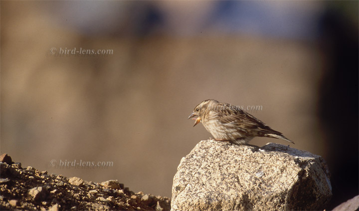 Steinsperling Steinsperling