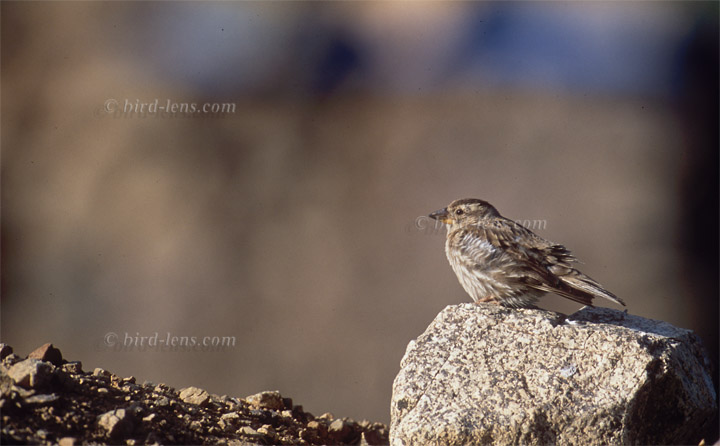 Steinsperling Steinsperling