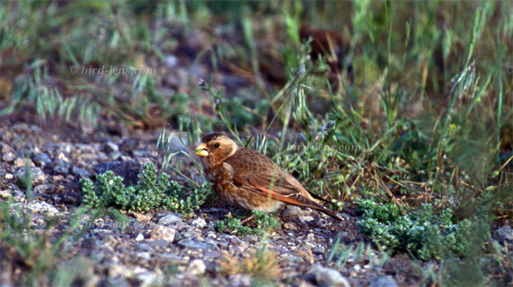 Atlasgimpel Atlasgimpel