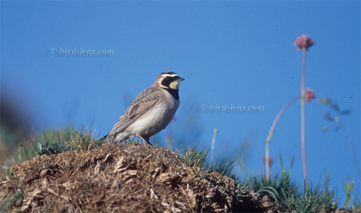 Ohrenlerche Ohrenlerche