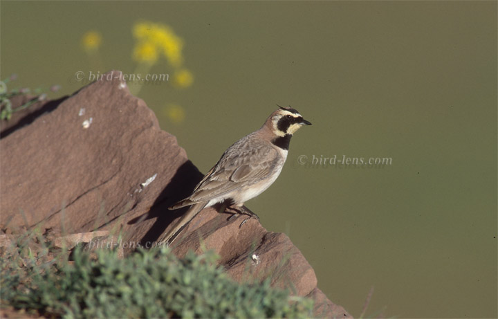 Ohrenlerche Ohrenlerche