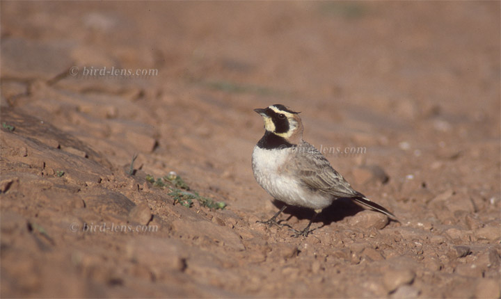 Ohrenlerche Ohrenlerche