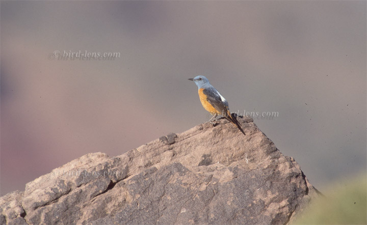 Steinrötel Steinrötel