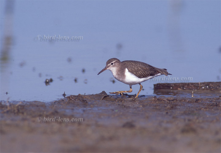 Drosseluferläufer Drosseluferläufer