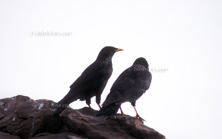 Alpendohle Alpendohle