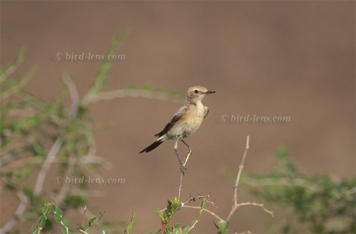 Maurensteinschmätzer