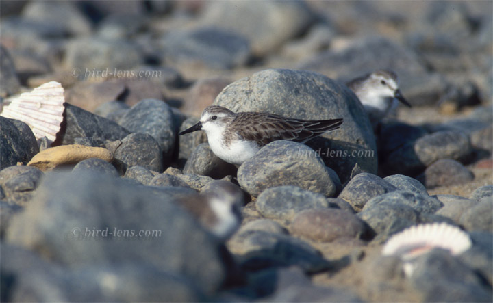 Sandstrandläufer Sandstrandläufer