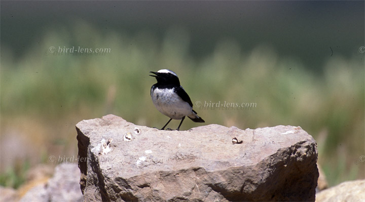 Seebohmsteinschmätzer