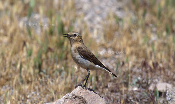 Seebohmsteinschmätzer