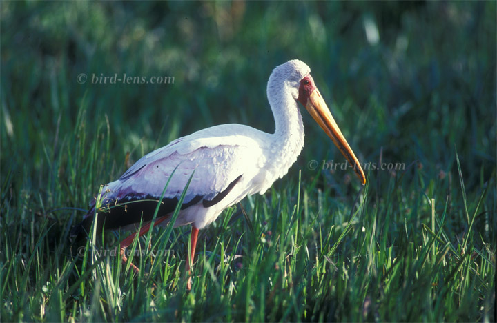 Nimmersatt Nimmersatt