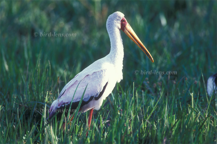 Nimmersatt Nimmersatt