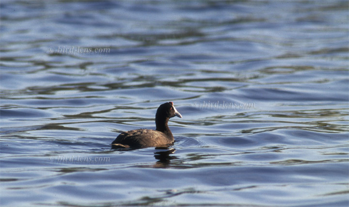 Kammblässhuhn Kammblässhuhn