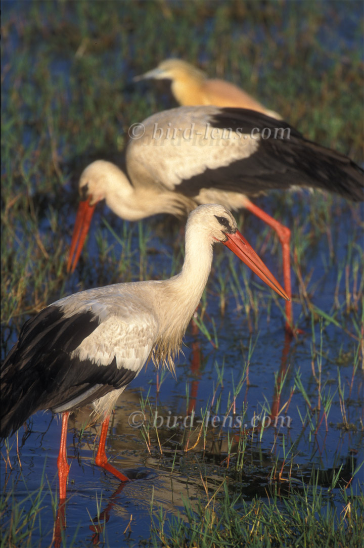 Weißstorch Weißstorch