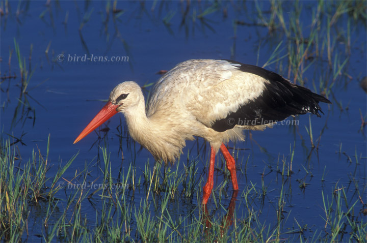 Weißstorch Weißstorch