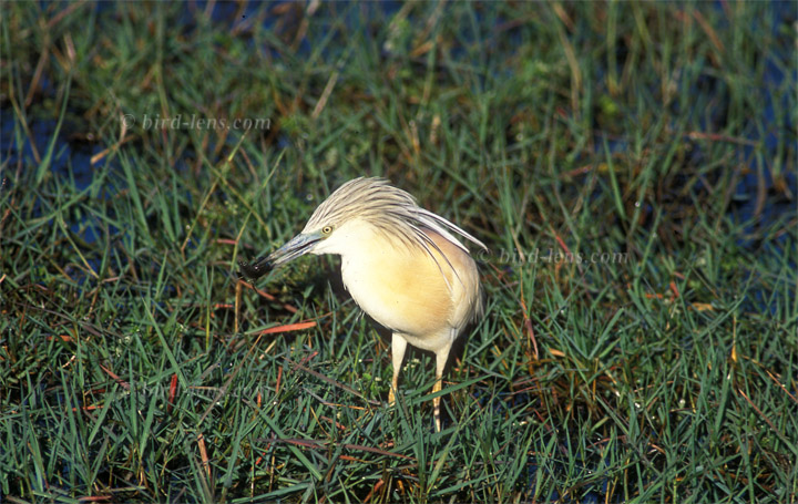 Rallenreiher Rallenreiher