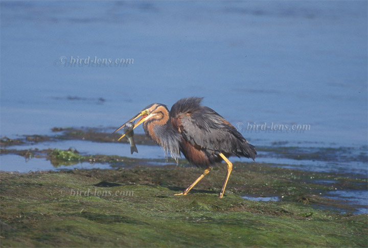 Purpurreiher Purpurreiher