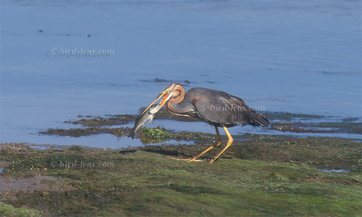 Purpurreiher Purpurreiher