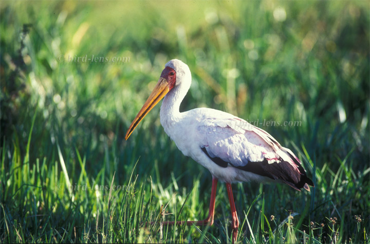 Nimmersatt Nimmersatt