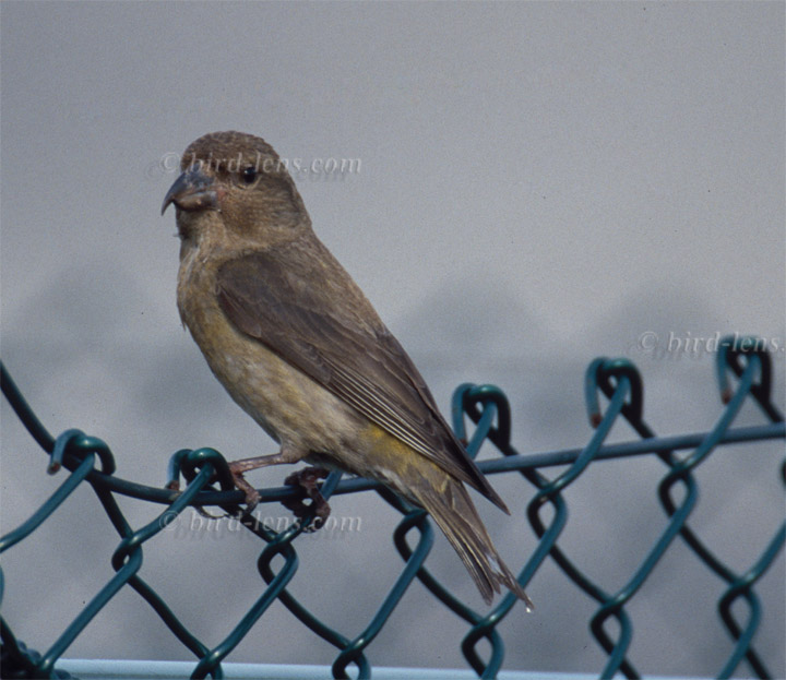 Fichtenkreuzschnabel Fichtenkreuzschnabel