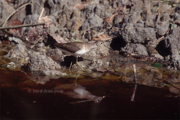 Einsiedelwasserläufer
