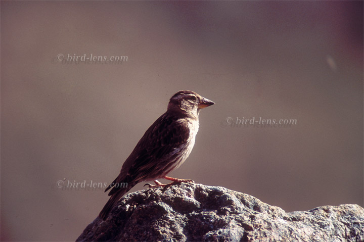 Steinsperling Steinsperling