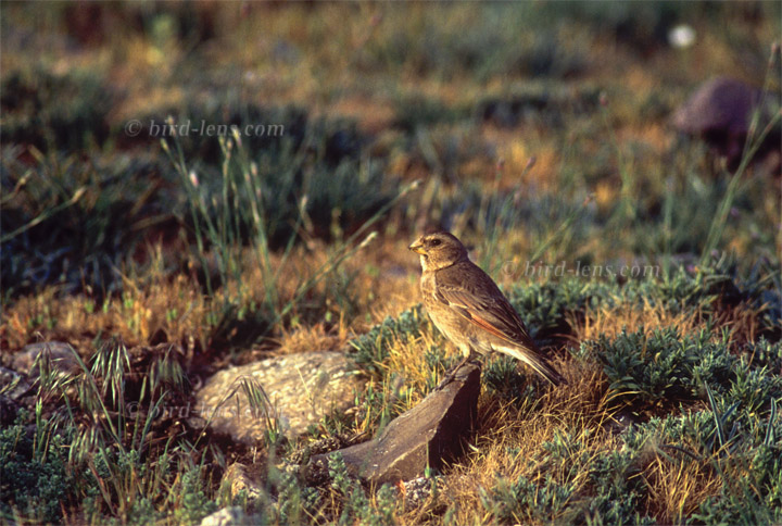 Atlasgimpel Atlasgimpel