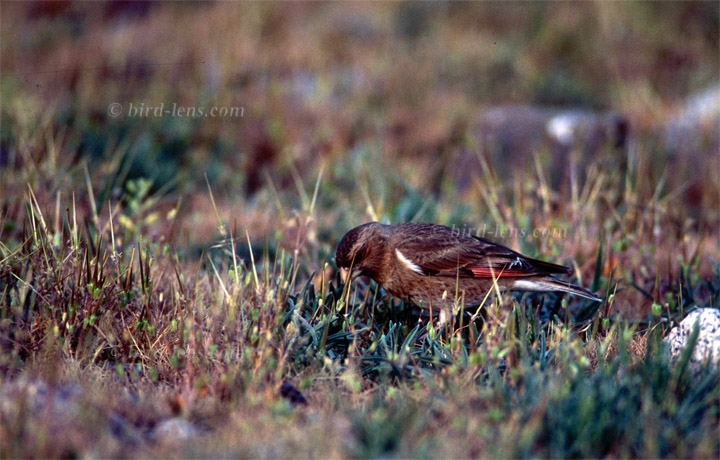 Atlasgimpel Atlasgimpel