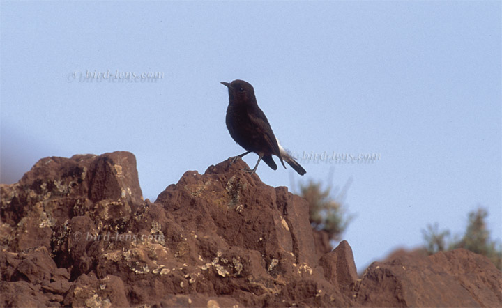 Trauersteinschmätzer Trauersteinschmätzer