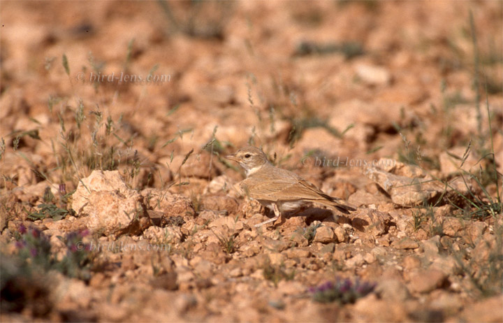 Steinlerche Steinlerche