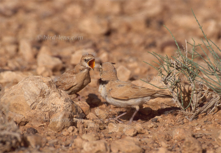Saharaohrenlerche