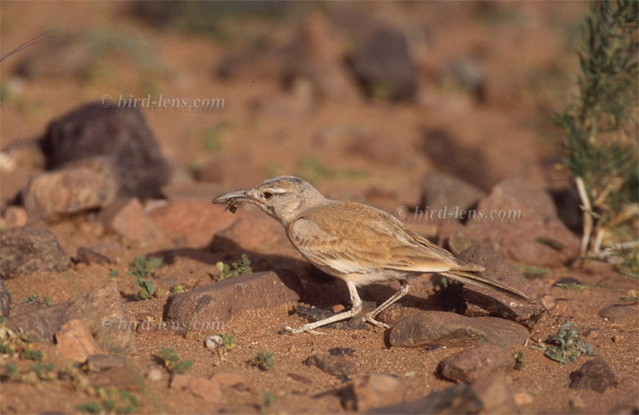 Wüstenläuferlerche