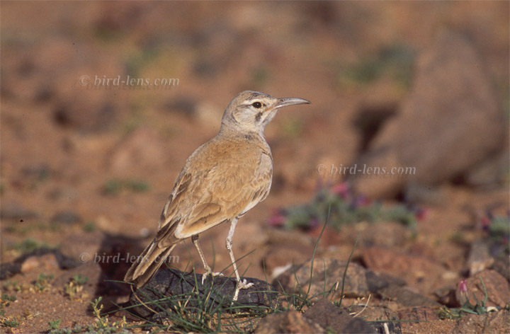 Wüstenläuferlerche