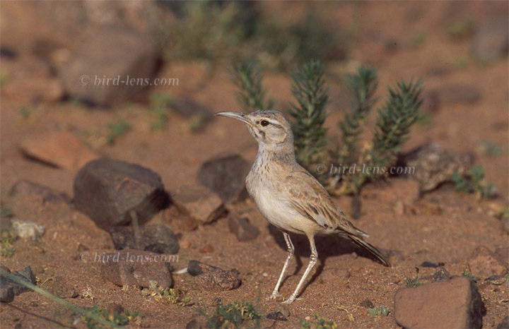 Wüstenläuferlerche