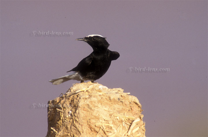 Saharasteinschmätzer Saharasteinschmätzer