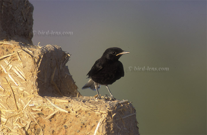 Saharasteinschmätzer Saharasteinschmätzer