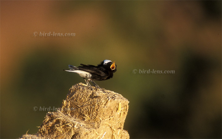 Saharasteinschmätzer Saharasteinschmätzer